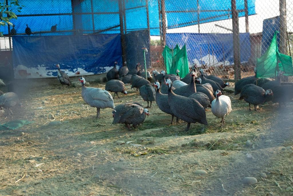 Lumbini Image 19